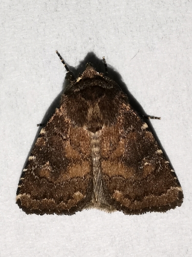 Brown Rustic