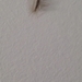 photo of House Centipede (Scutigera coleoptrata)