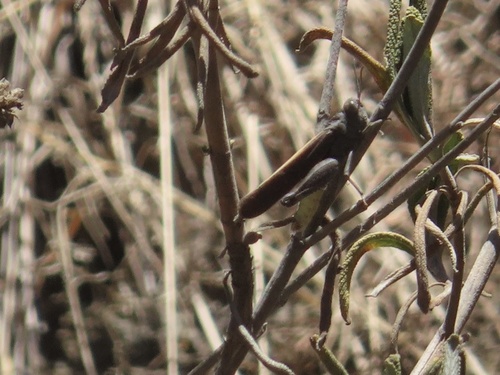 photo of California Orange-winged Grasshopper (Arphia ramona)