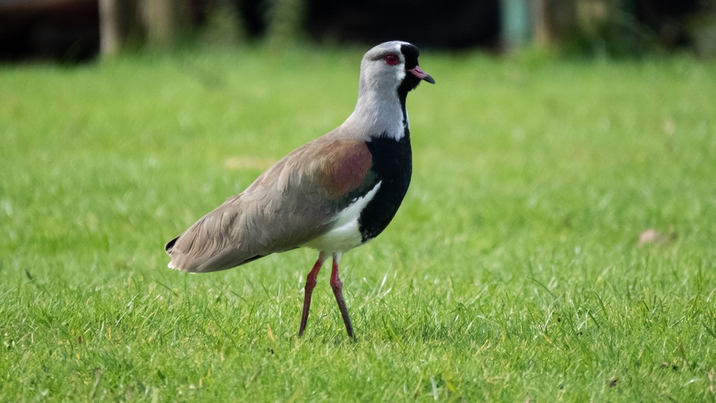 Caravana Vanellus chilensis NaturaLista Colombia