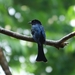 Square-tailed Drongo-Cuckoo - Photo (c) D Diller, all rights reserved, uploaded by D Diller