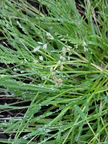 photo of Meadow-grasses (Poa)