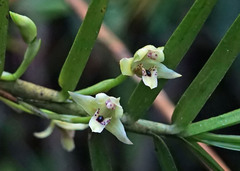 Image of Maxillaria graminifolia