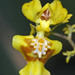 Oncidium adelaidae - Photo (c) Peter Hoell, כל הזכויות שמורות, הועלה על ידי Peter Hoell