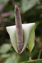 Image of Xanthosoma flavomaculatum