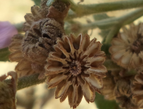 narrowleaf globemallow