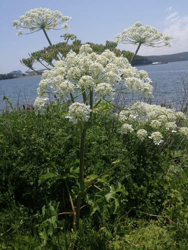 dissected hogweed