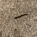 photo of Long-flange Millipede (Asiomorpha coarctata)