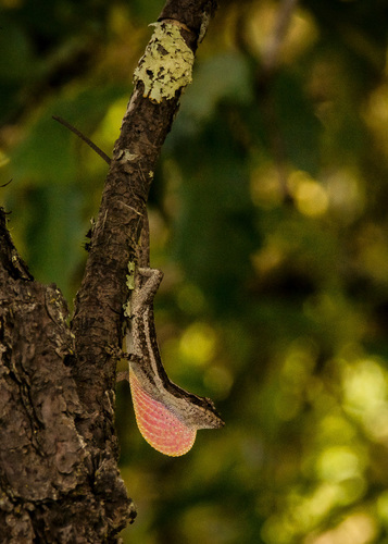 Oaxacan Oak Anole