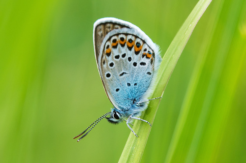 Plebejus argus