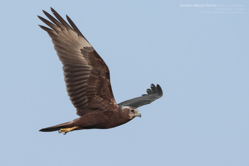 Eastern Marsh Harrier