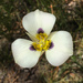 Leichtlin's Mariposa Lily - Photo (c) Kathleen Kent, all rights reserved, uploaded by Kathleen Kent