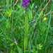 Dactylorhiza × aschersoniana - Photo (c) Fero Bednar, all rights reserved, uploaded by Fero Bednar