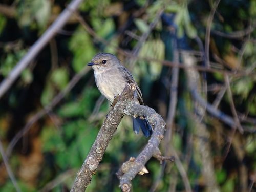 African Dusky Flycatcher