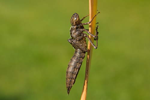 Aeshna cyanea
