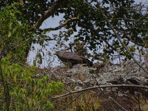 Western Banded Snake-Eagle