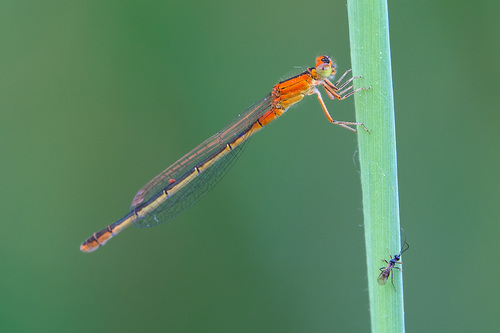 Ischnura pumilio