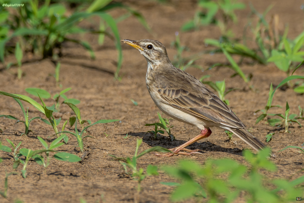 Long-legged Pipit (Anthus pallidiventris) photo