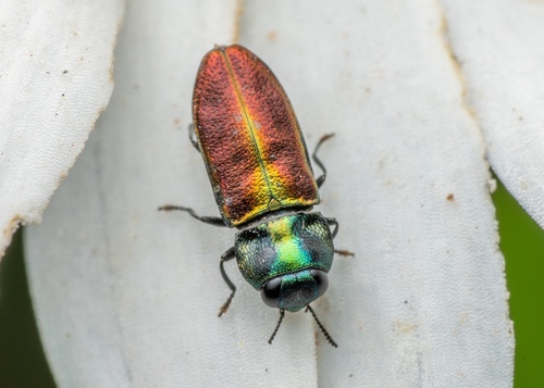 Anthaxia thalassophila Abeille de Perrin, 1900