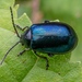 Alder Leaf Beetle - Photo (c) Marco Huang, all rights reserved, uploaded by Marco Huang