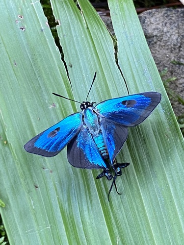 Great Purple Hairstreak