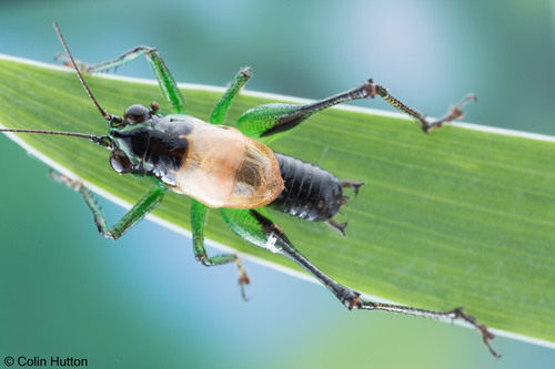 Karniella crassicerca