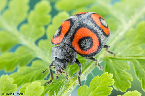 Chnootriba quadrioculata