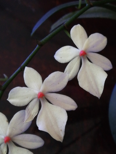 Aerangis luteoalba
