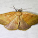 Drepanulatrix hulstii - Photo (c) BJ Stacey，保留所有權利
