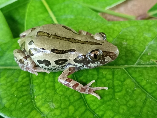Senegal Running Frog