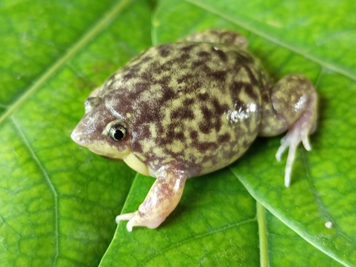 Mottled Shovel-nosed Frog