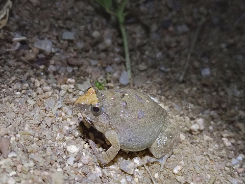 Natal Puddle Frog