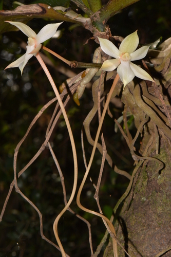 Aerangis kotschyana
