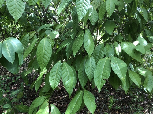 Coccoloba venosa
