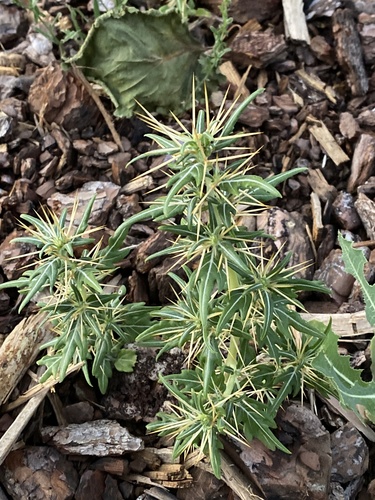 spiny cocklebur