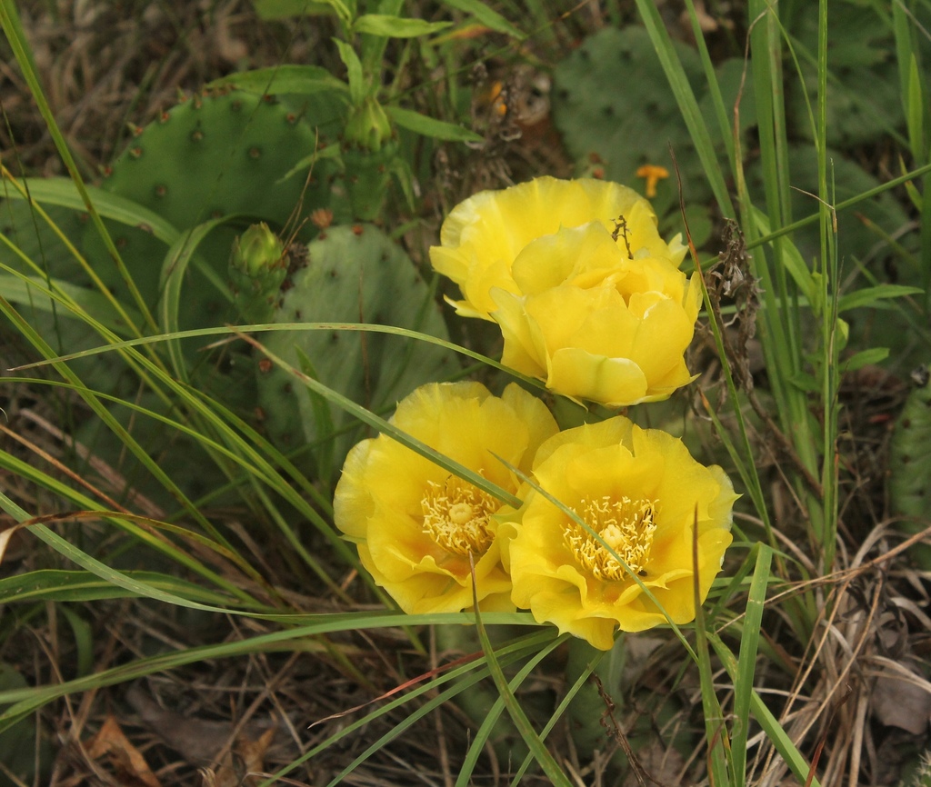 Eastern Pricklypear In June 2021 By Natekoszycki · Inaturalist