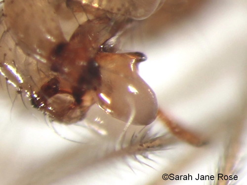 shortbodied cellar spider