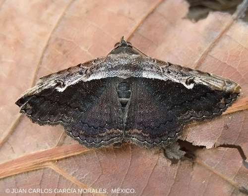 Pale-edged Selenisa
