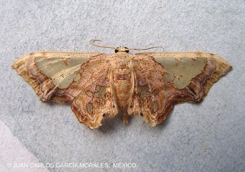 Pseudasellodes fenestraria