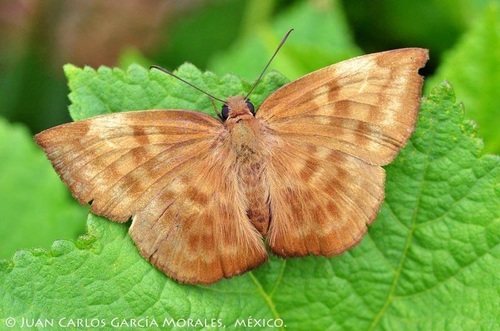 Pale Sicklewing