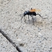 photo of Thisbe's Tarantula-hawk Wasp (Pepsis thisbe)
