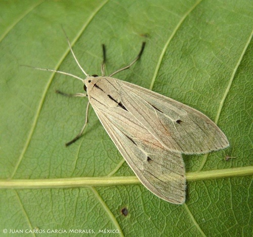 Agoraea