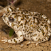 Arroyo Toad - Photo (c) Alice Abela, all rights reserved
