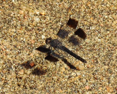 Southern Banded Groundling