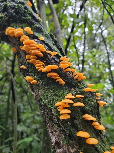 orange pore fungus