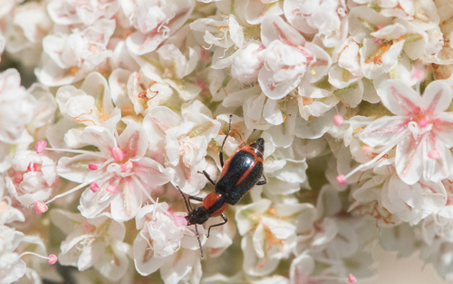 photo of Malachite Beetles (Malachiinae)