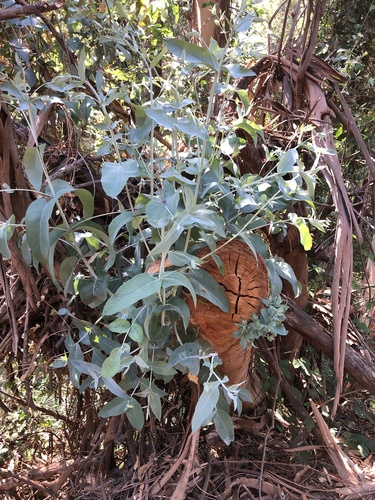 photo of Eurabbie (Eucalyptus globulus)