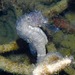 Observation photo