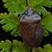 Oenopiella unidentata - Photo (c) matias bryan medina arenas, all rights reserved, uploaded by matias bryan medina arenas