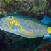 Yellow Boxfish - Photo (c) Ian Shaw, all rights reserved, uploaded by Ian Shaw